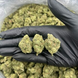 BLUE BERRY GELATO