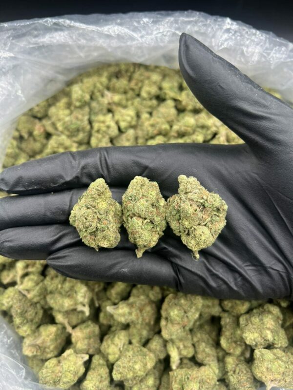 BLUE BERRY GELATO