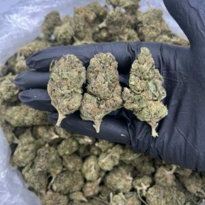 GELATO 33