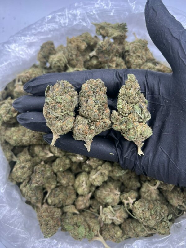 GELATO 33